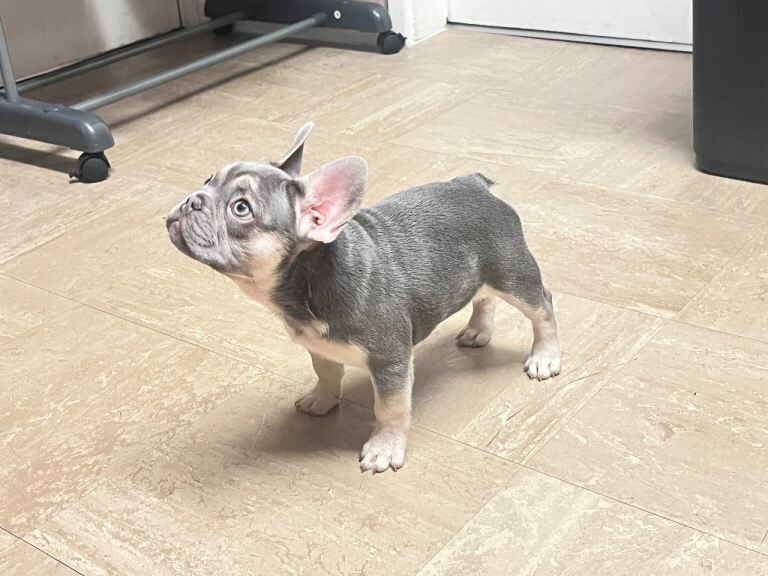 French Bulldog puppies for sale in Bilston, West Midlands – 3 months old - Image 3 of 4