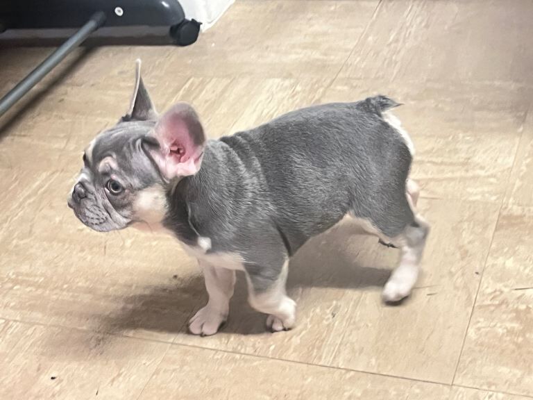French Bulldog puppies for sale in Bilston, West Midlands – 3 months old - Image 4 of 4