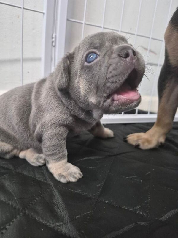 French Bulldog Puppies For Sale Under £1,000