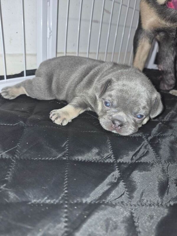 Lilac and tan French bulldog puppies - Image 2 of 5