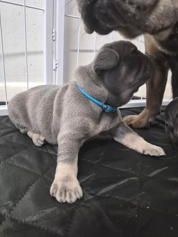 Lilac and tan French bulldog puppies - Image 3 of 5