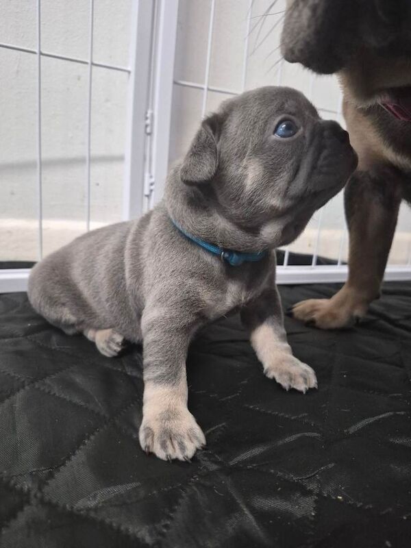 Lilac and tan French bulldog puppies - Image 4 of 5