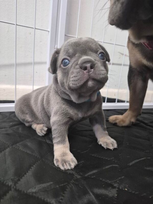 Lilac and tan French bulldog puppies - Image 5 of 5