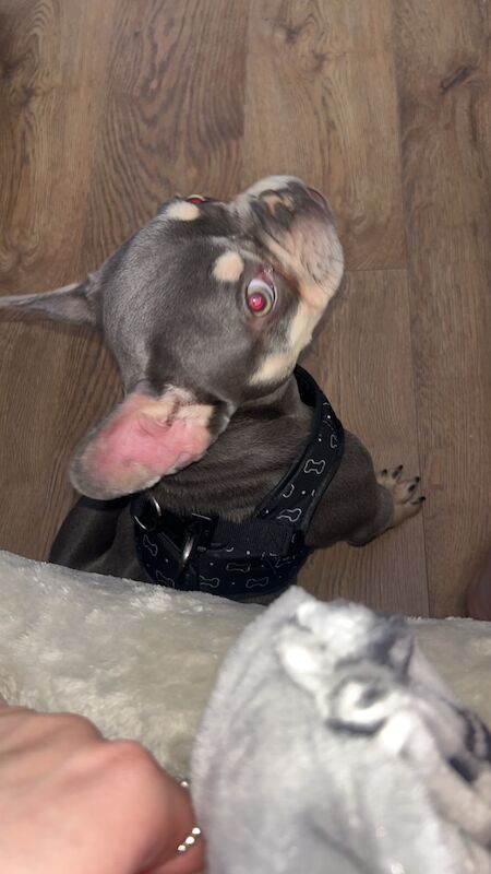 Lilac and tan male for sale in Bexleyheath, Bexley, Greater London | Image 2