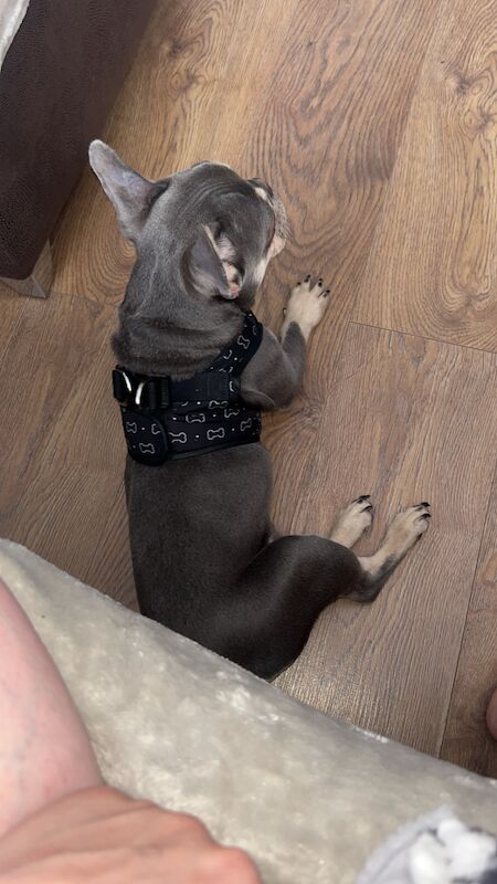 Lilac and tan male for sale in Bexleyheath, Bexley, Greater London | Image 3