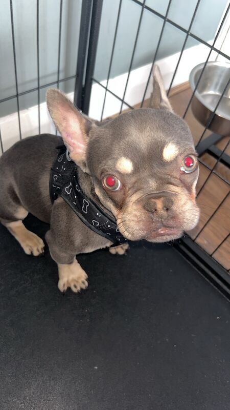 Lilac and tan male for sale in Bexleyheath, Bexley, Greater London | Image 4