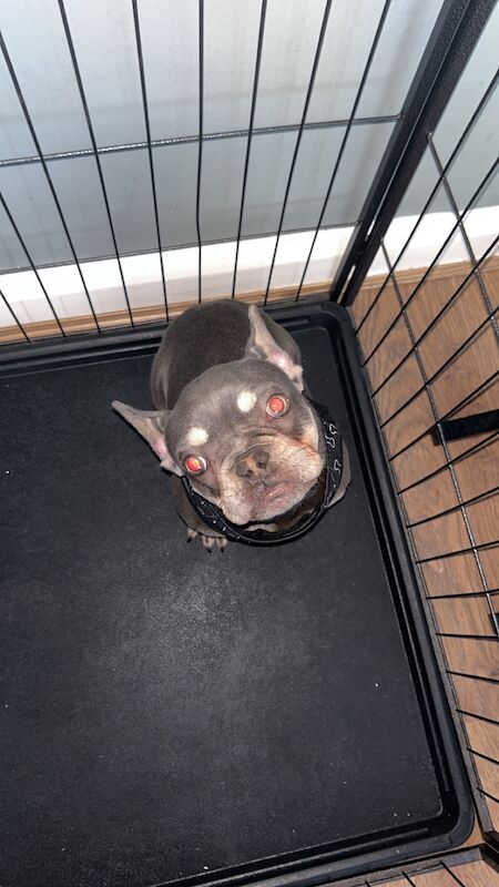 French Bulldog puppies for sale in Bexleyheath, Bexley, Greater London – 1 year old - Image 5 of 5
