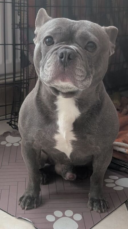 Lilac Blue Frenchie called Bruno