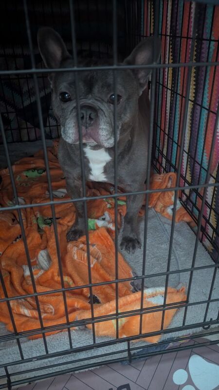 Lilac Blue Frenchie called Bruno - Image 2 of 3