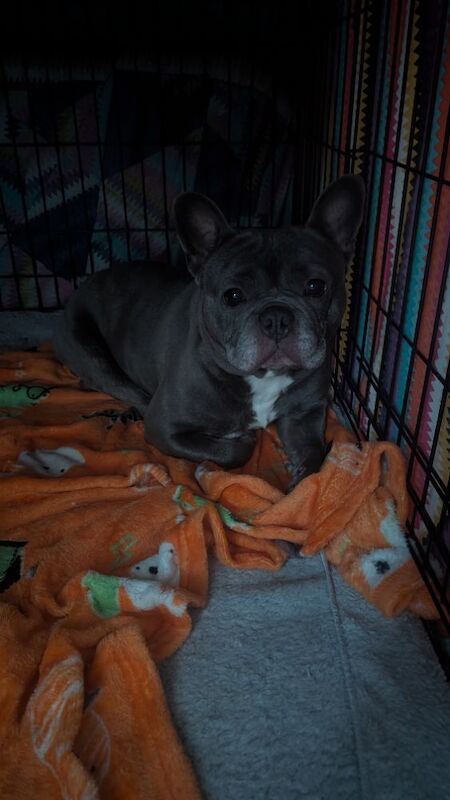 Lilac Blue Frenchie called Bruno - Image 3 of 3