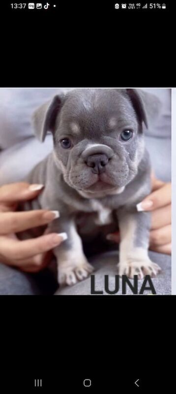 Lilac & Fawn Frenchie Pup Girl [15 week old] - Image 2 of 3