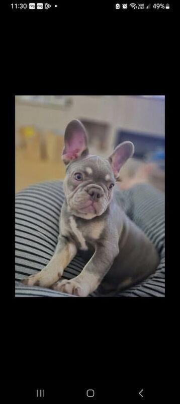 Lilac & Fawn Frenchie Pup Girl [15 week old] - Image 3 of 3