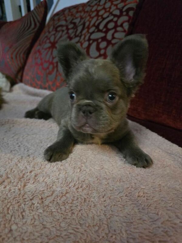 French Bulldog puppies for sale in Witham, Essex – 3 months old