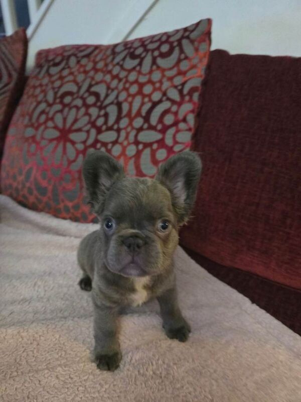 French Bulldog puppies for sale in Witham, Essex – 3 months old - Image 2 of 6