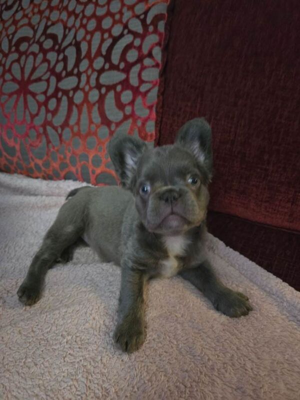 French Bulldog puppies for sale in Witham, Essex – 3 months old - Image 3 of 6