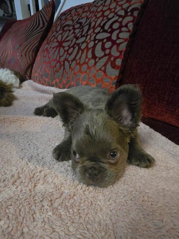 French Bulldog puppies for sale in Witham, Essex – 3 months old - Image 4 of 6