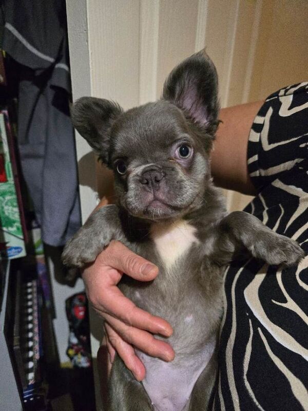 French Bulldog puppies for sale in Witham, Essex – 3 months old - Image 5 of 6