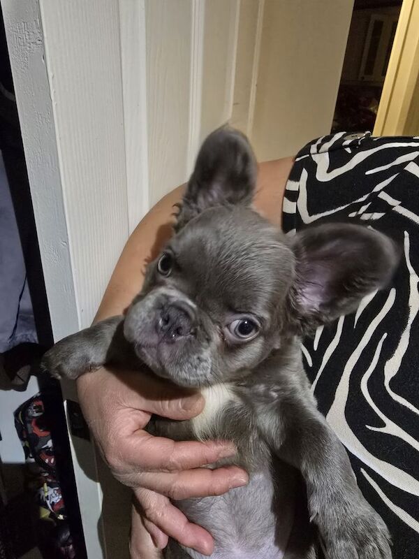 French Bulldog puppies for sale in Witham, Essex – 3 months old - Image 6 of 6
