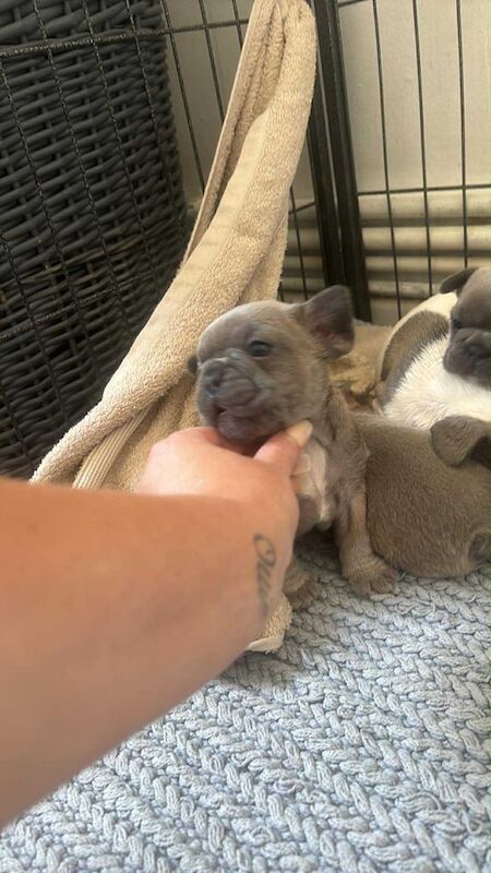 French Bulldog puppies for sale in Bournemouth, Dorset – KC registered, 6 weeks old
