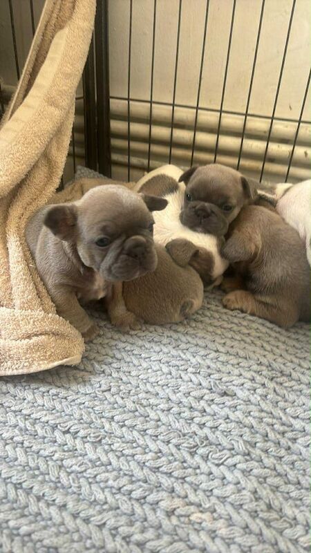 French Bulldog puppies for sale in Bournemouth, Dorset – KC registered, 6 weeks old - Image 2 of 3