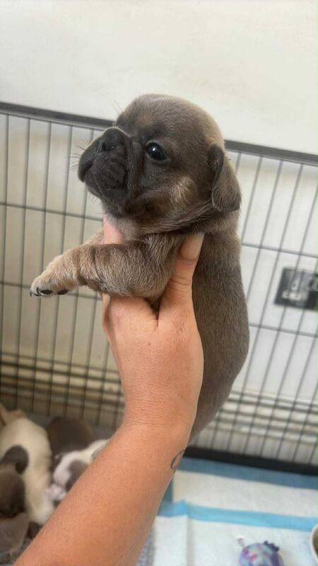 French Bulldog puppies for sale in Bournemouth, Dorset – KC registered, 6 weeks old - Image 3 of 3