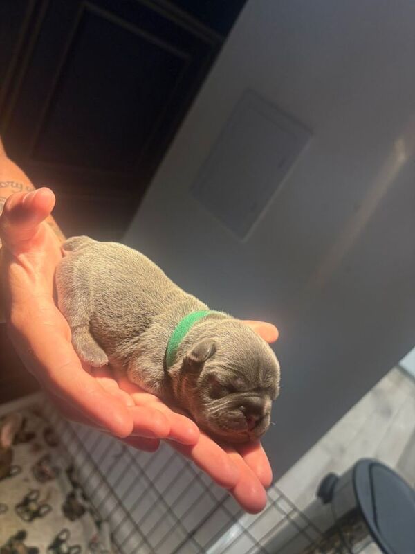 Lilac French bulldog puppies. Frenchies