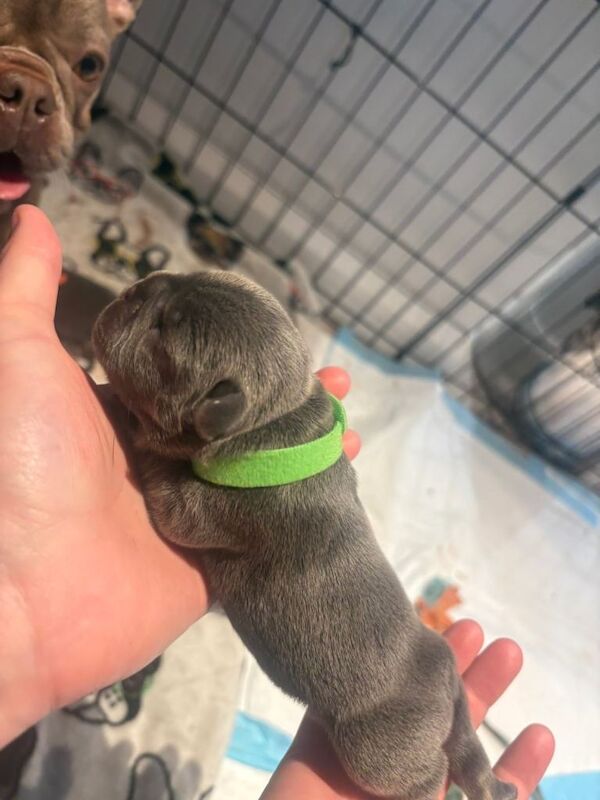 Lilac French bulldog puppies. Frenchies - Image 2 of 4