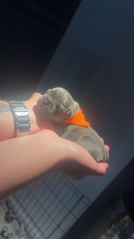 Lilac French bulldog puppies. Frenchies - Image 3 of 4