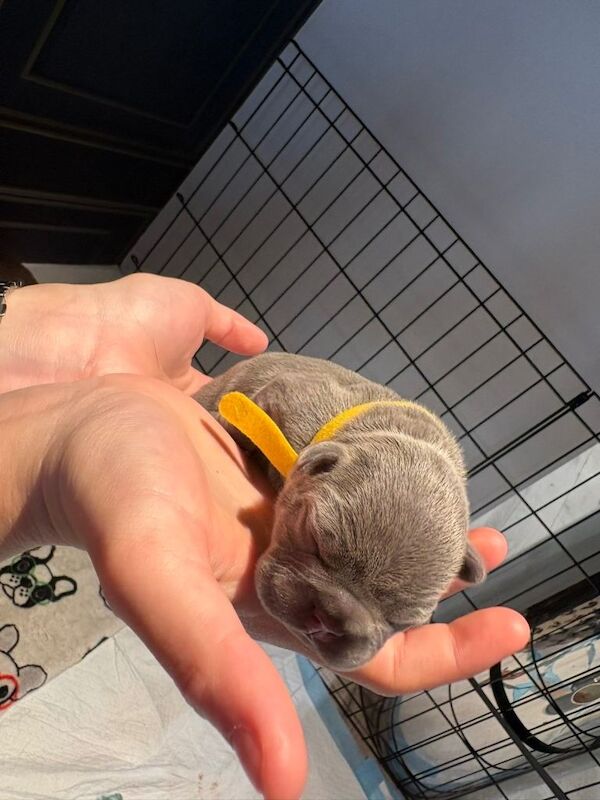Lilac French bulldog puppies. Frenchies - Image 4 of 4