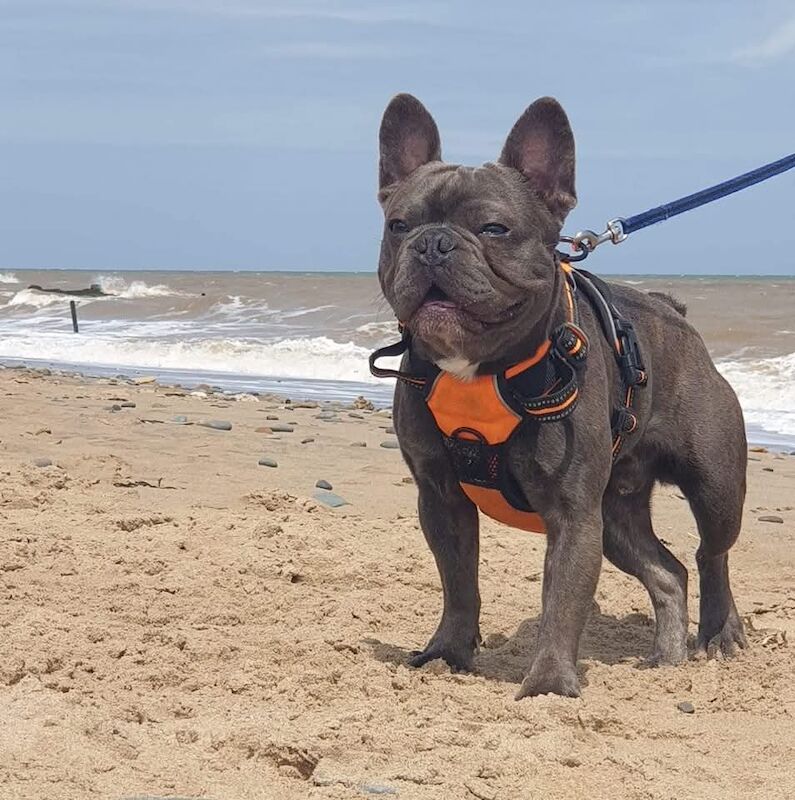 Lilac French Bulldog STUD for sale in Pudsey, West Yorkshire