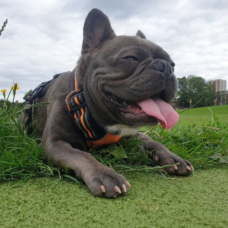 Lilac French Bulldog STUD - Image 2 of 3