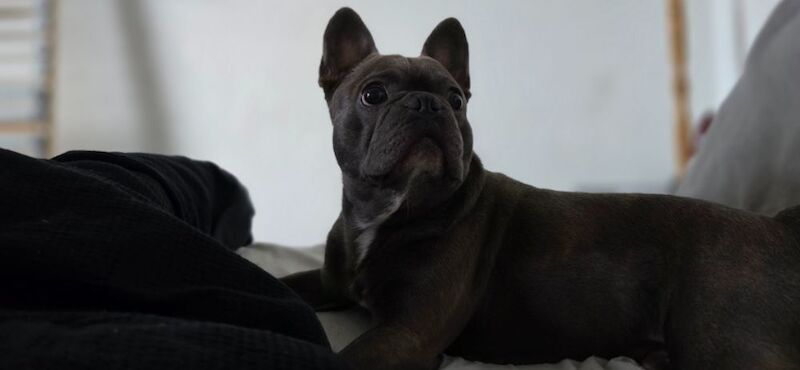 Lilac French Bulldog STUD - Image 3 of 3