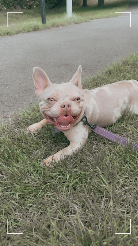 Lilac Merle Frenchie girl for sale in Leith, City of Edinburgh