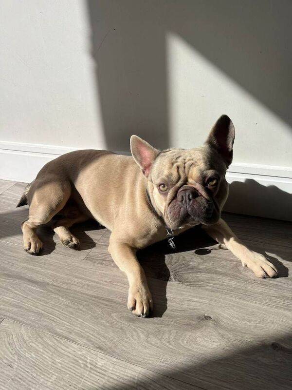 Lilac platinum Fluffy Frenchies - Image 2 of 3