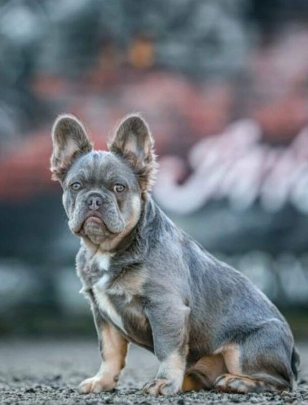 Lilac platinum Fluffy Frenchies - Image 3 of 3