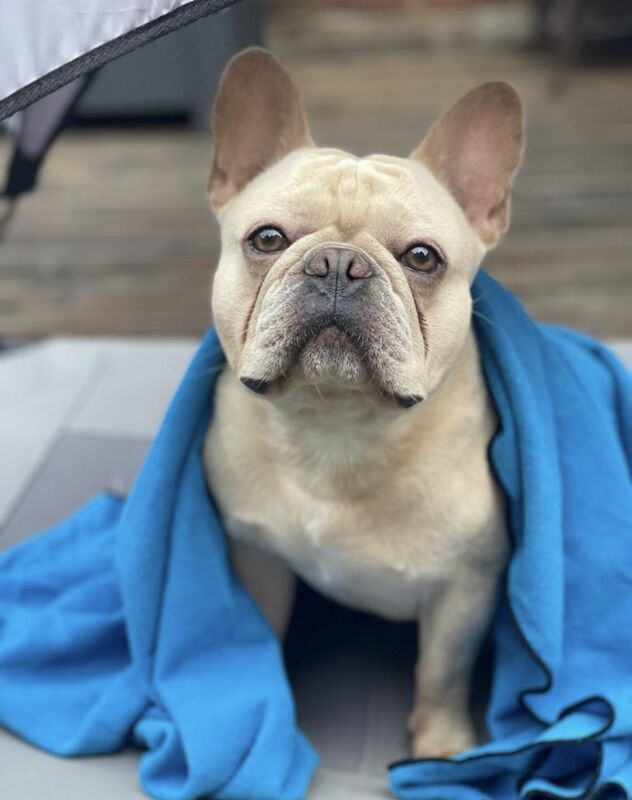 French Bulldog stud dog for stud in Uxbridge, Greater London – KC registered, 5 years old