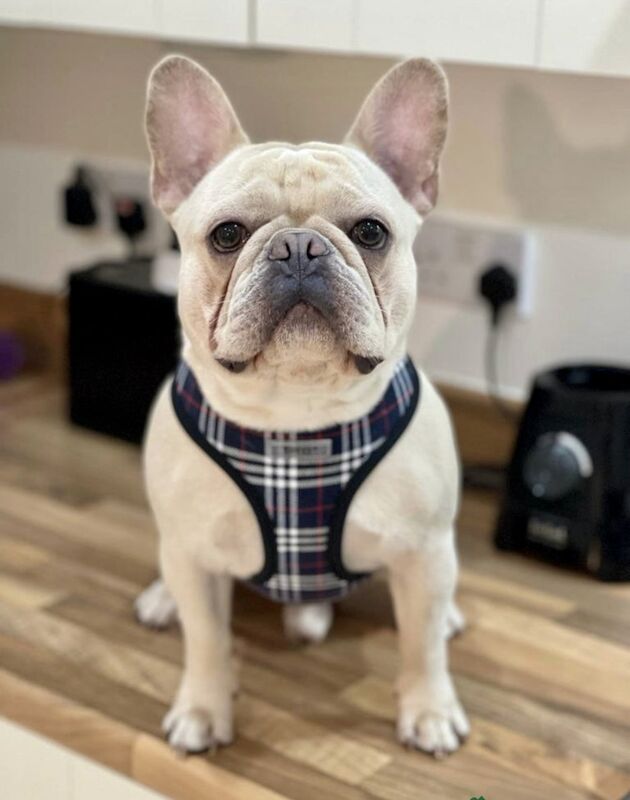 French Bulldog stud dog for stud in Uxbridge, Greater London – KC registered, 5 years old - Image 2 of 6
