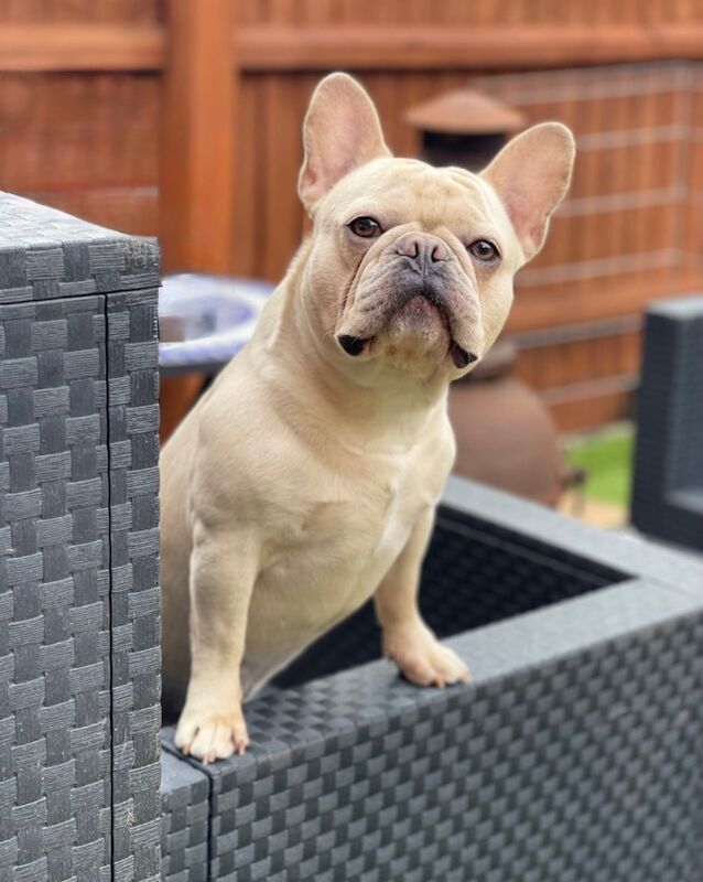 French Bulldog stud dog for stud in Uxbridge, Greater London – KC registered, 5 years old - Image 3 of 6