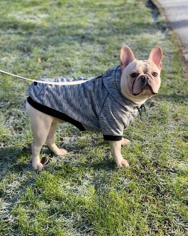 French Bulldog stud dog for stud in Uxbridge, Greater London – KC registered, 5 years old - Image 4 of 6