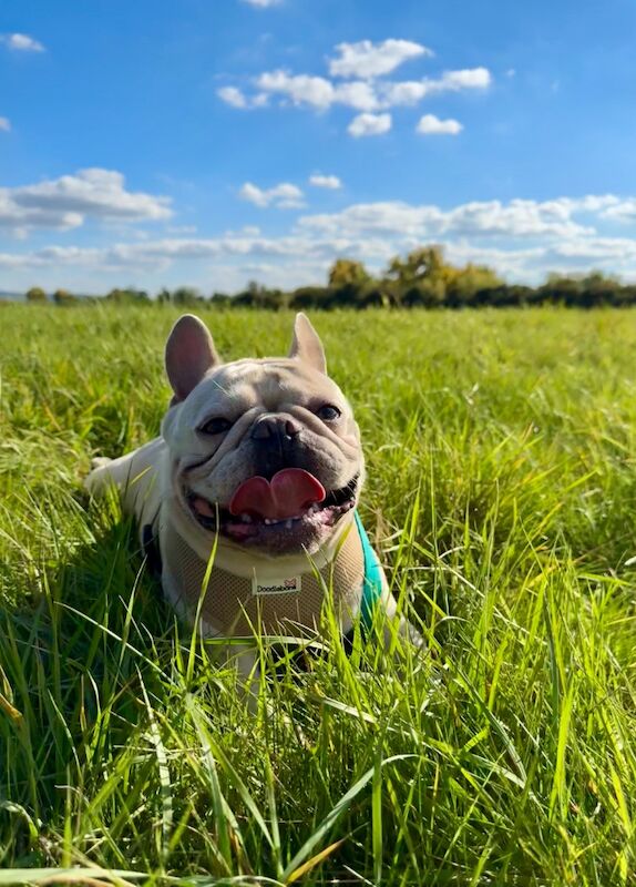 French Bulldog stud dog for stud in Uxbridge, Greater London – KC registered, 5 years old - Image 6 of 6
