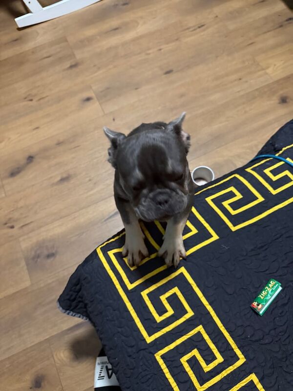 French Bulldog puppies for sale in Stoke-on-Trent, Staffordshire – 5 months old