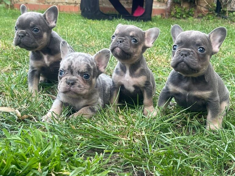 Lilac & tan French bulldog puppies for sale in Grays, Essex