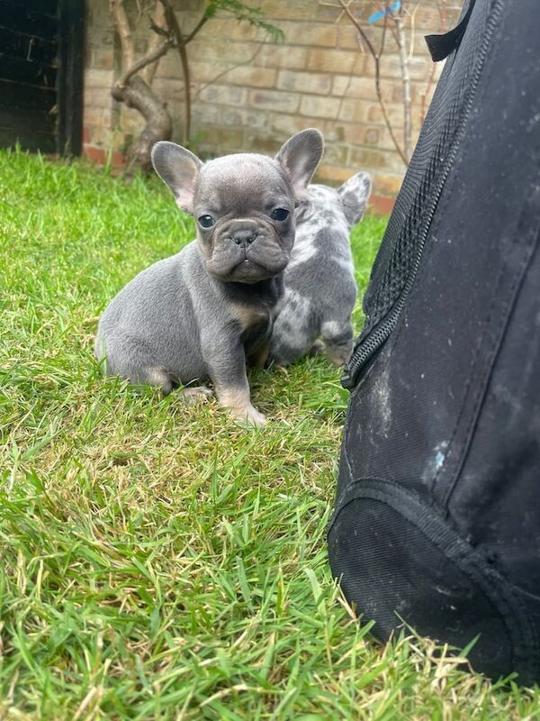 Lilac & tan French bulldog puppies for sale in Grays, Essex - Image 2
