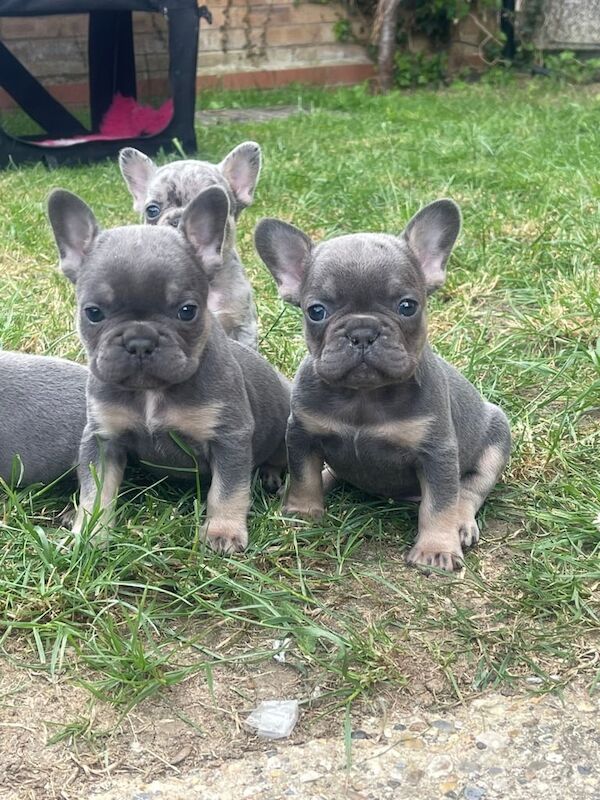 Lilac & tan French bulldog puppies for sale in Grays, Essex - Image 3