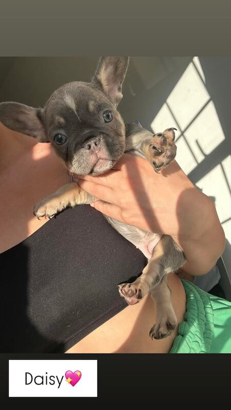 French Bulldog puppies for sale in Barnsley, South Yorkshire – 7 weeks old