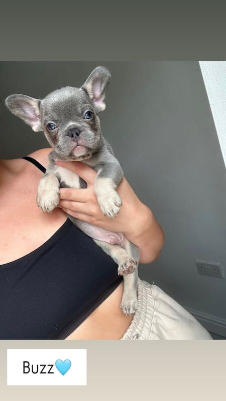 French Bulldog puppies for sale in Barnsley, South Yorkshire – 7 weeks old - Image 2 of 3