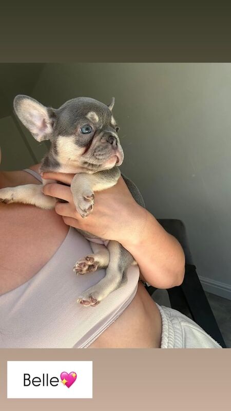 French Bulldog puppies for sale in Barnsley, South Yorkshire – 7 weeks old - Image 3 of 3