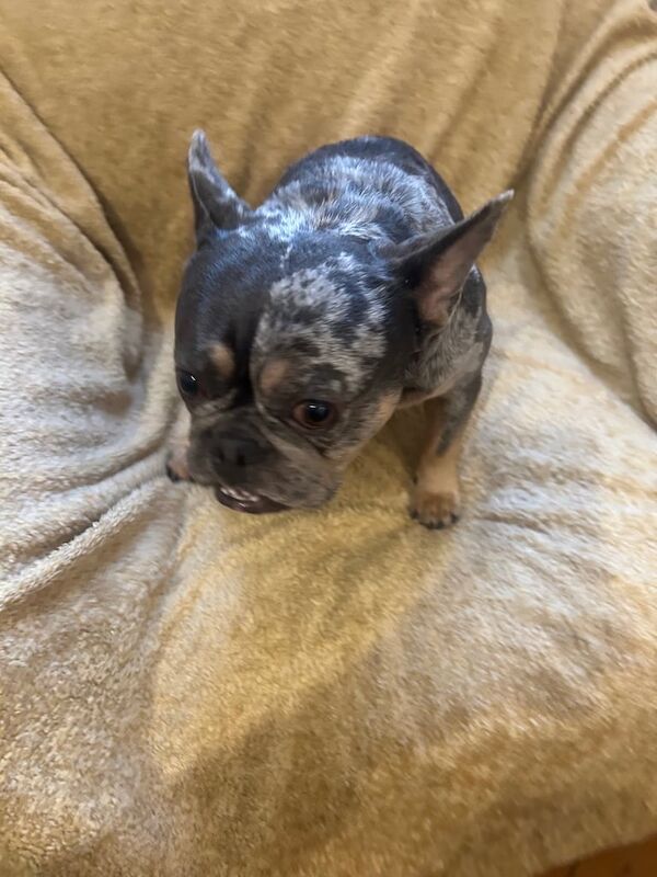 Lilac Tri Mearl French Bulldog - Image 2 of 5
