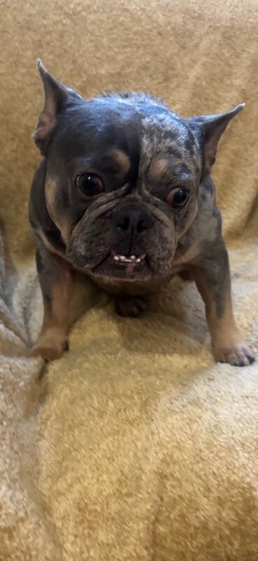Lilac Tri Mearl French Bulldog - Image 3 of 5