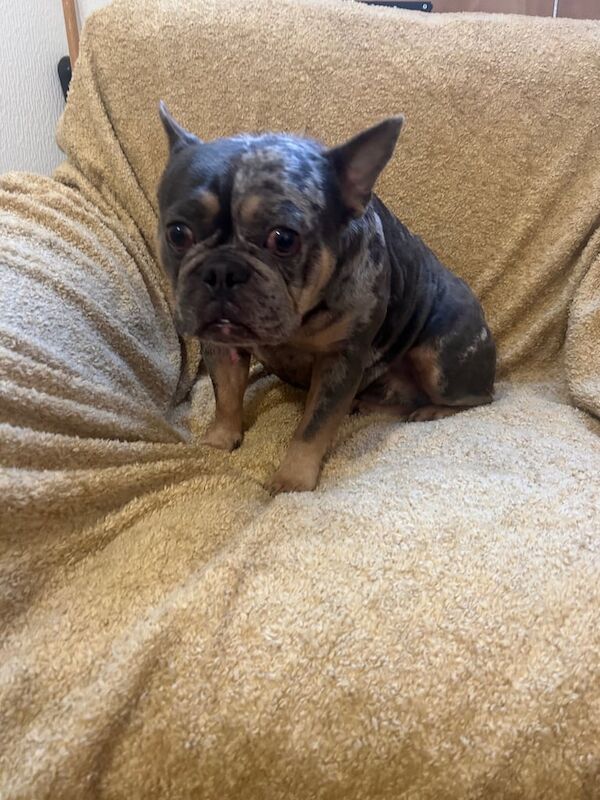 Lilac Tri Mearl French Bulldog - Image 4 of 5
